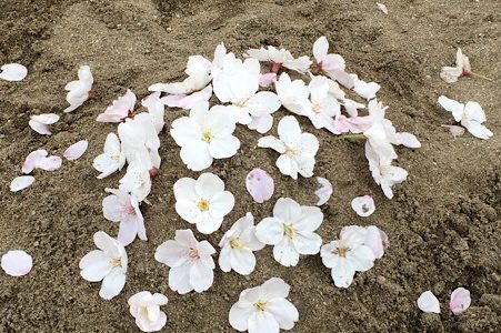 さくらやま