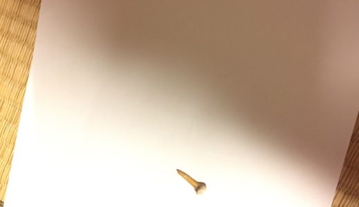 サメの歯🦈の化石