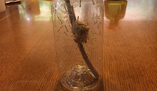 かまきりが、卵から生まれたよ。
