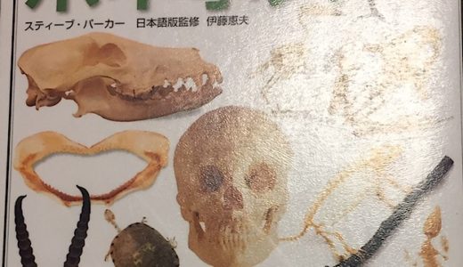 化石