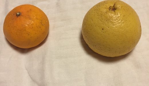 今日夏みかんを拾ってきました。