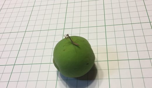 カマキリの卵が返って育ったカマキリがいました。