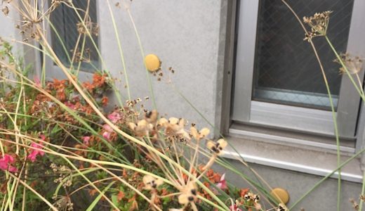 今日は種を取りました。