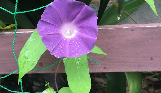 🌸🌼💐💎今日の朝🌼🌸アサガオの花🌟が咲いていました❤️。💕💐💕🌸💕🌼💕❤️