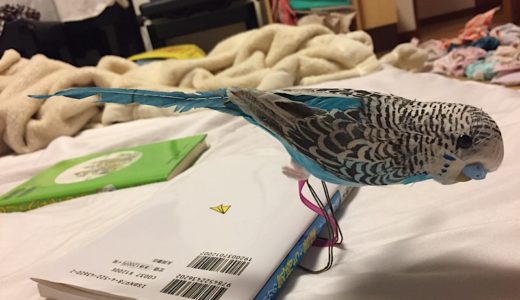 今日セキセイインコの人形を買いました。🐦