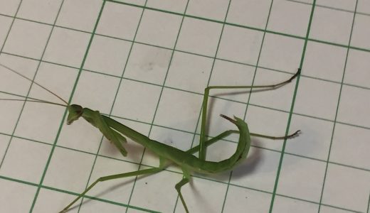 今日は大きくなったカマキリを見つけました。