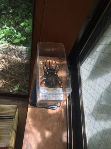 アトラスオオカブト標本