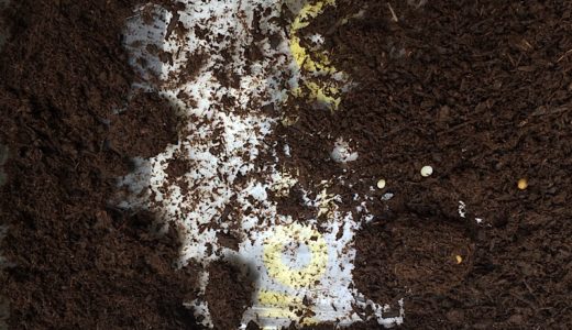 カブトムシの幼虫が育っていました。（注意 幼虫の写真あり）