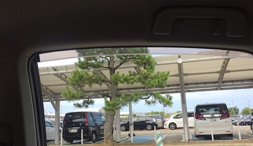 小松市到着さっそく松を発見。