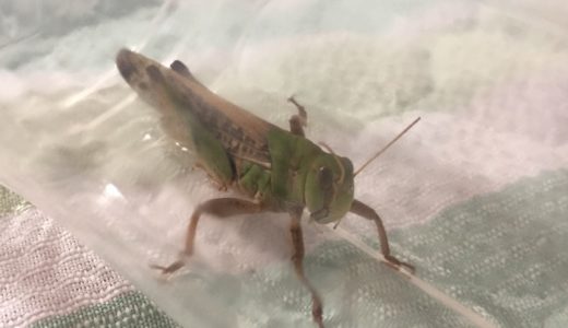 トノサマバッタがいたので、捕まえました。