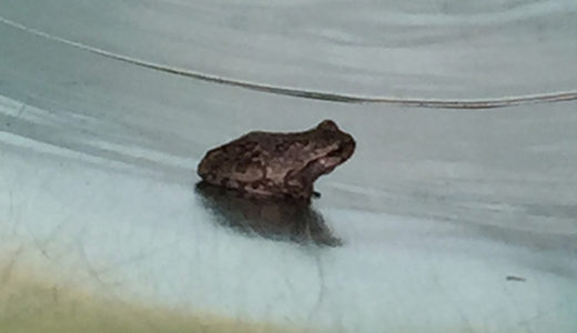 このカエルが…