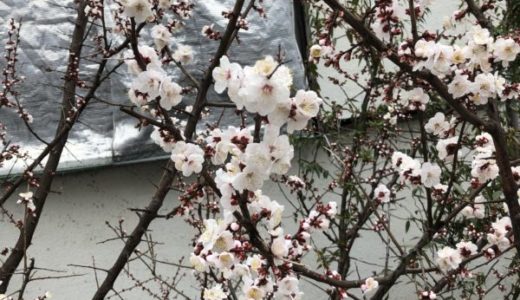 にわのうめ咲いた！