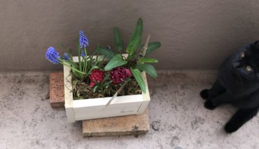花壇（よせ植え）ブリキのじょうろ